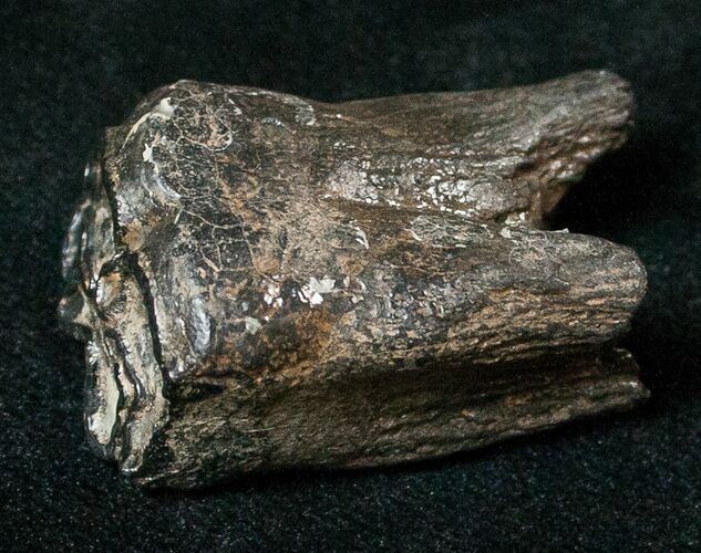 Pleistocene Aged Fossil Horse Tooth - Florida #17447